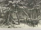 Winter lumbering in New Brunswick